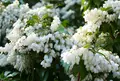 いつも花が咲いているの写真_79975