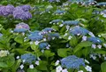 紫陽花の名所の写真_79981