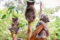 WILD LIFE Sydney Zoo（ワイルドライフ・シドニー動物園）の写真_1035365