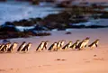 Penguin Paradeの写真_1123715