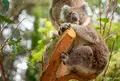 Kuradna Koala Garden（キュランダ・コアラガーデン）の写真_1141276