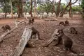 カンガルー・アイランド・ワイルドライフ・パークの写真_1202758
