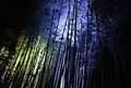 嵐山 竹林の小径の写真_125467