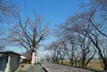 木曽川笠松渡船場跡・石畳の写真_130595