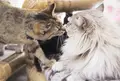 ワンニャンふれあいルームの写真_131657