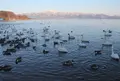 猪苗代湖の写真_134352