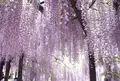 白井大町藤公園の写真_137308