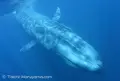 トリンコマリーの写真_155949