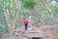 糸島のトトロの森の写真_1561199
