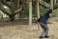 川棚のクスの森の写真_157808