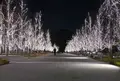 みんなの森 メディアコスモスの写真_159358