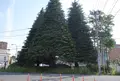 市庁前（八戸）の写真_1626674
