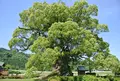 川古の大楠公園の写真_162732