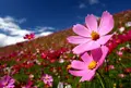 花の駅 生駒高原の写真_1695620