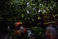 池山水源の写真_212595