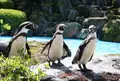 阿蘇カドリー・ドミニオンの写真_235301