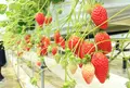 諏訪湖いちご園の写真_246181