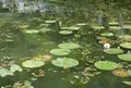 モネの池（名もなき池）の写真_247748