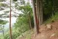 天空の遊歩道 岐阜のマチュピチュ ビュースポットの写真_250309