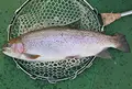 【閉業】としまえんフィッシングエリアの写真_269492