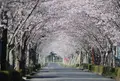 牧場の桜の写真_518544