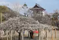 本東寺の写真_519331