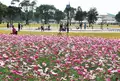 宮崎県農業科学公園ルピナスパークの写真_523360