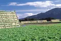 大根やぐらの写真_532036