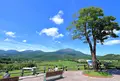高千穂牧場の写真_758677