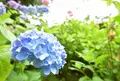 市民の森・フラワーパーク 野外ステージの写真_908562