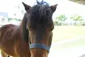 野間馬ハイランドまきば館の写真_923838