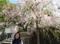 龍蓋寺（岡寺）の写真_197445