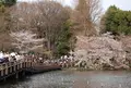 井の頭恩賜公園の写真_25032