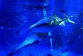 のとじま水族館　の写真_28703