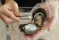 九十九島水族館海きららの写真_48701