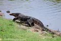 ミネリヤの写真_51025