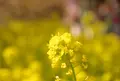 河津川の写真_67011