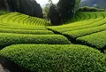 原山の茶畑の写真_73866