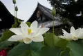 法金剛院の写真_79102