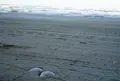 千里浜海岸の写真_126090