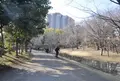 大原みねみち公園の写真_129641