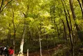 清流の森の写真_152733