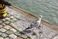 Eteläsataman kauppatoriの写真_155910