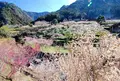 川売の梅の写真_171338