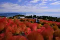 箱館山 コキアパークの写真_444200