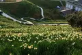 越前岬水仙ランドの写真_455348