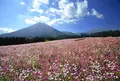 花の駅 生駒高原の写真_515292