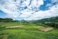 栃又の棚田の写真_536837