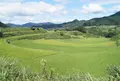 尾戸の口棚田の写真_536839
