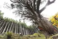 大久保のヒノキの写真_628908